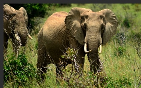 Shimba Hills Elephant
