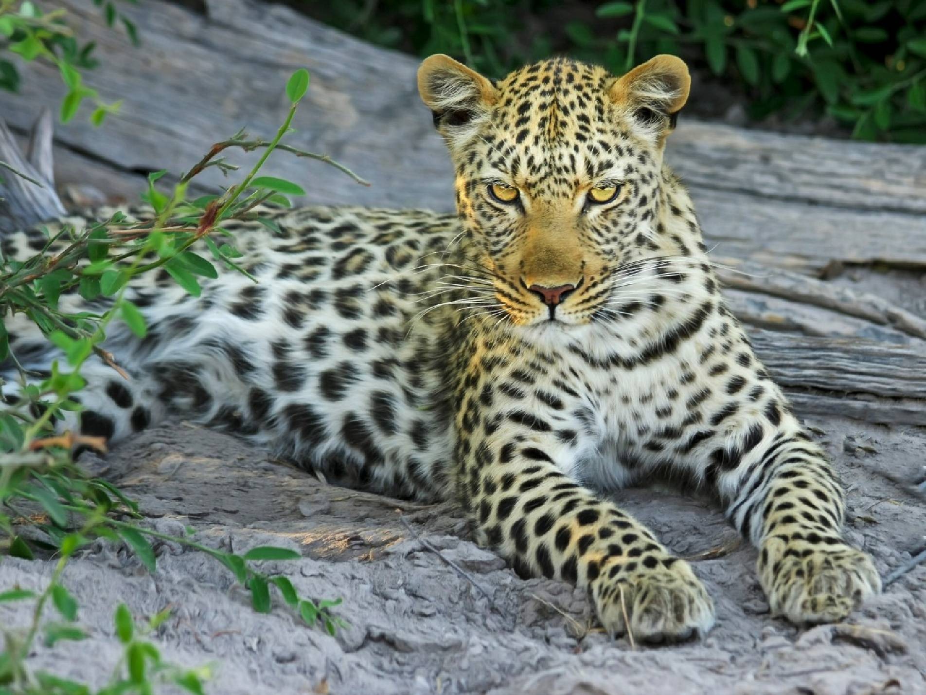 Safariveranstalter - Kenia-Safaris