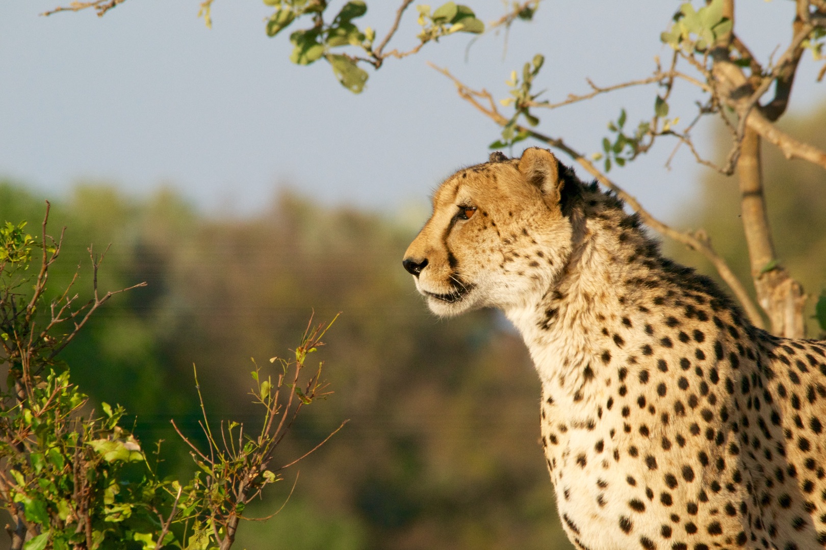 Geparden auf einer Safari in Kenia