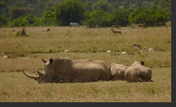 Solio Rhino Reservat