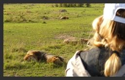 Lwen in der Masai Mara
