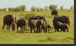 Elephanten inder Masai Mara